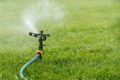 Om die grasperk nat te maak: Hoe lank is optimaal vir gesonde groenigheid?