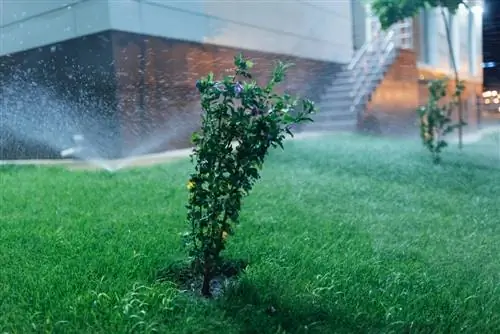 watering the lawn in the sun