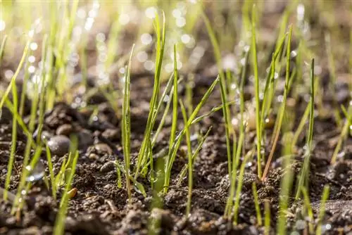 Regar correctament les llavors de gespa: pas a pas cap a l'èxit