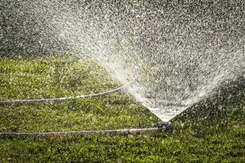 Optimale watergift: Hoe vaak moet u het gazon water geven?