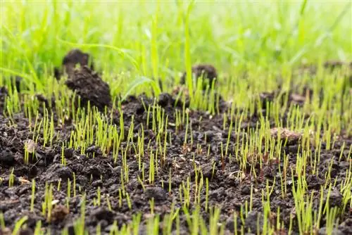 Watering the lawn after sowing: This is how you promote he althy growth