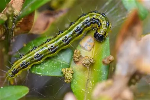 Infestacija šimširom: otkriti, liječiti i spriječiti