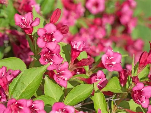 weigela խնամք