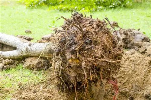 dig up boxwood