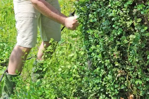 Dispose of boxwood