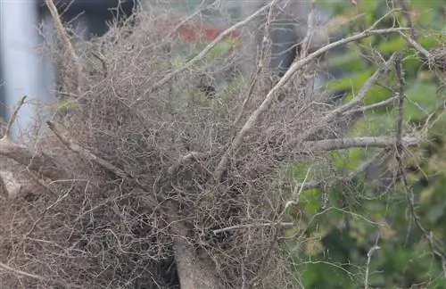 boxwood removal