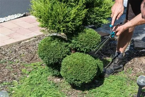 boxwood topiary