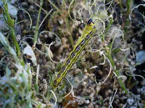 Boxwood dieback: caterpillars, fungi and prevention tips