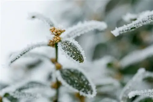 poškodbe pušpana zaradi pozebe