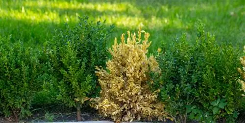 boxwood-yellow-leaves