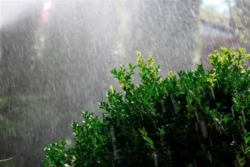 boxwood watering