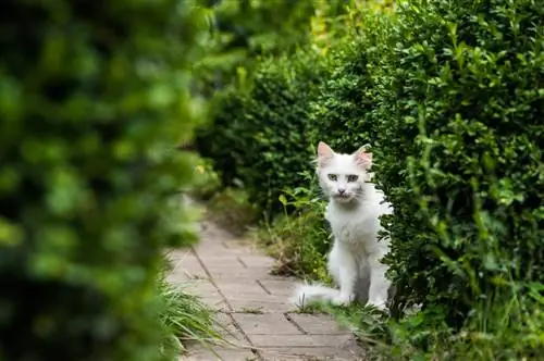 Is the boxwood poisonous? Everything about dangers and symptoms