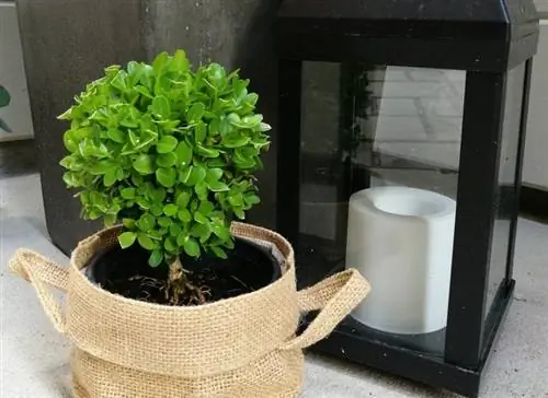 Boxwood in the living room: Is that possible? Care instructions & tips