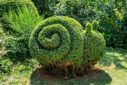 Boxwood kosong di dalam? Alasan dan solusi