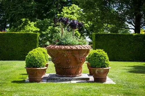 boxwood-in-pot