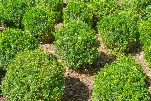 Gezond buxus: waarom kalken cruciaal is