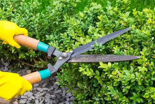 Varietas boxwood kecil: Cocok untuk pagar tanaman dan topiaries