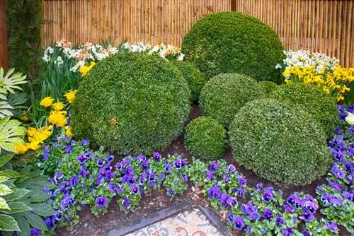 boxwood ball cutting