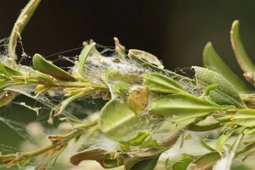 boxwood diseases