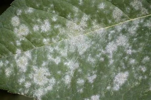 Meeldauw op buxus: hoe herken en bestrijd je het