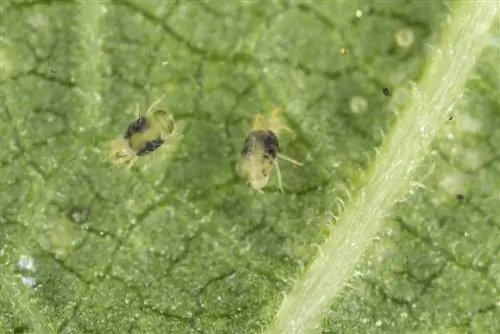 Buxus napadnutý roztočmi? Vzorec poškodenia a protiopatrenia