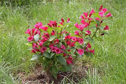 weigela augalai