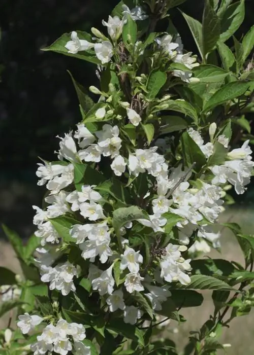 weigela veislių