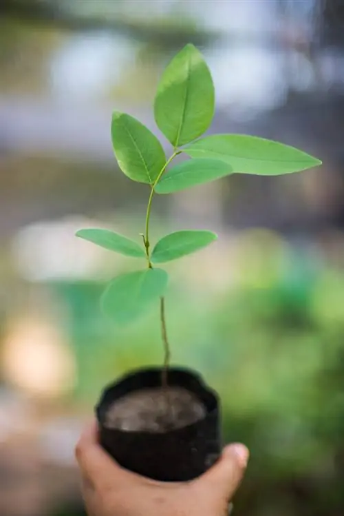 Förökning av laburnum på ett enkelt sätt: De bästa metoderna