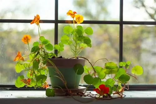 nasturtiums-in-the-apartment