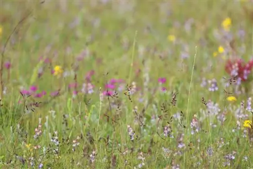 bunga padang rumput-tanpa-menggali