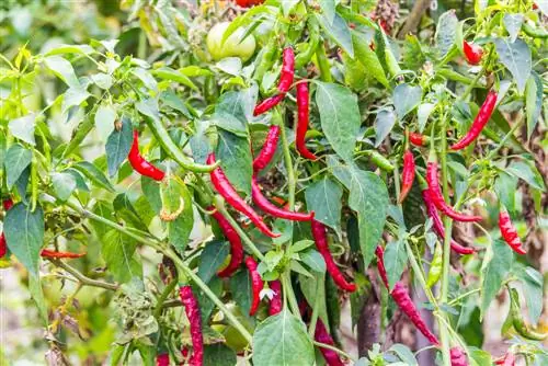 Hot peppers in the garden: cultivation, care and harvest made easy