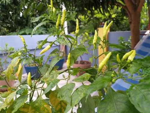 Pepperoni planten balkon