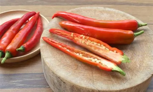 Hot peppers and peppers: degree of relationship and differences