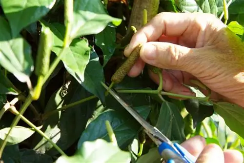 חיתוך פפרוני: כך מקבלים את החיתוך המושלם