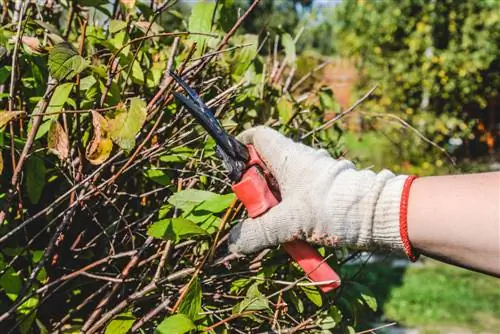 Sny heinings in die herfs: Die regte tegniek en tydsberekening