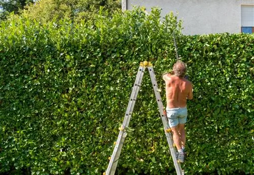 Häck som bullerskydd: effektiv och ekologisk lösning