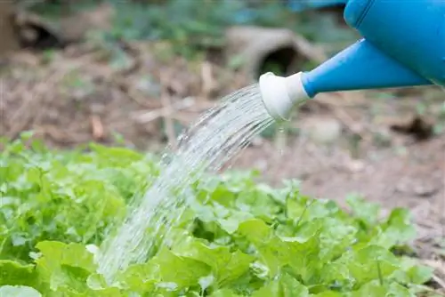 vegetable patch watering