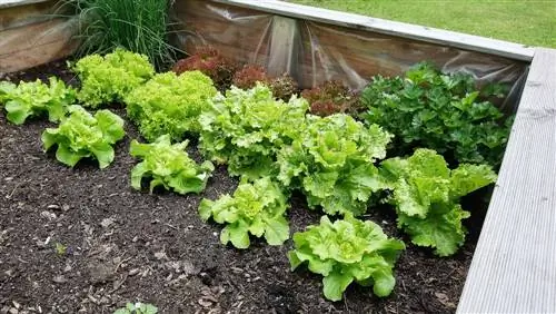 Wooden vegetable bed: mga pakinabang at madaling pagpupulong