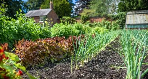 Suksesvolle tuinmaak: die beste groente vir beginners