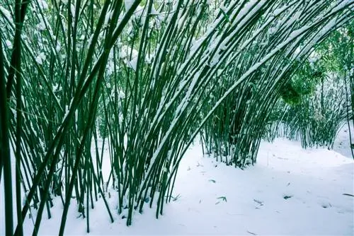 Bambu i trädgården: val av plats, rhizombarriär och skötsel