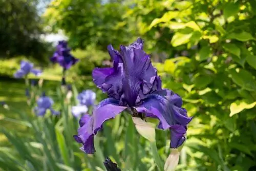 plantas de iris barbudo