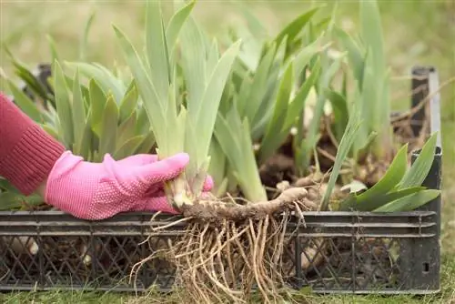 Bearded Iris Propagation: Step-by-Step Guide to Share