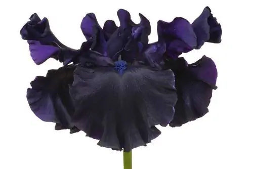 soqolli iris navlari