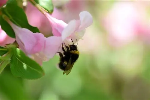 tiempo de floración de weigela