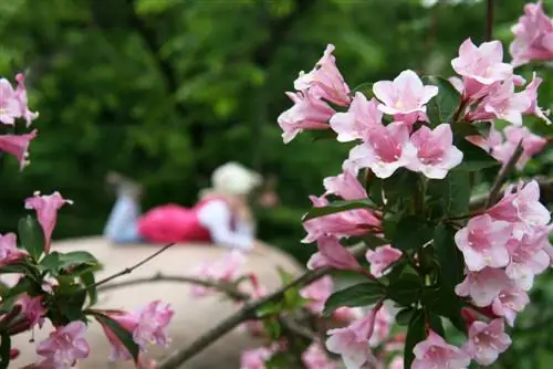 weigela-poisonous