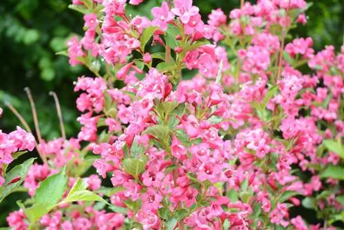 Fertilize weigela: This is how you provide the plant with optimal care