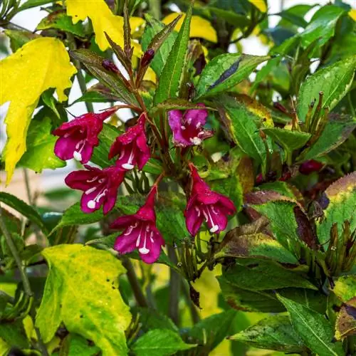 weigela haigused