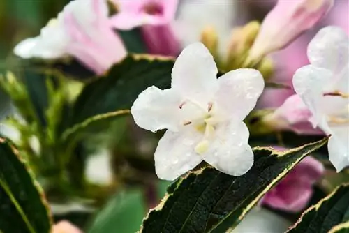 Weigela in vaso: le migliori varietà e consigli per la cura