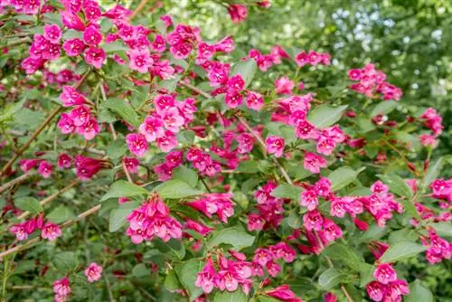 weigela hedge