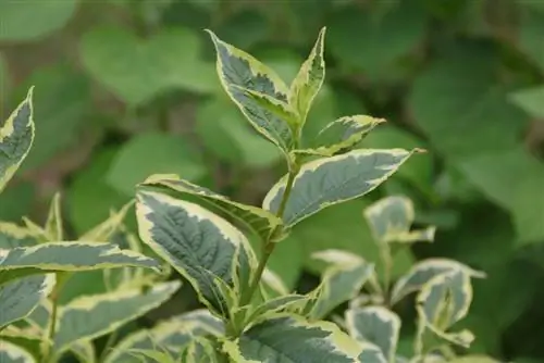 Weigela'yı kesmek için en uygun zaman